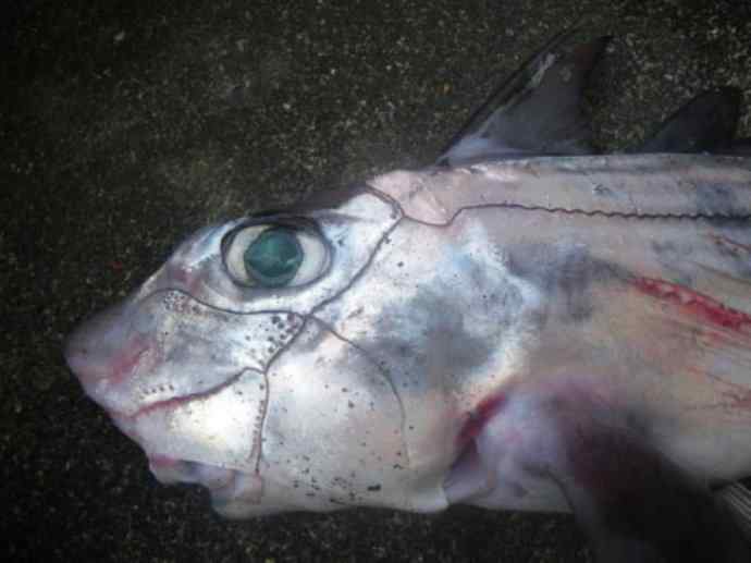 鱼类活化石：银鲛