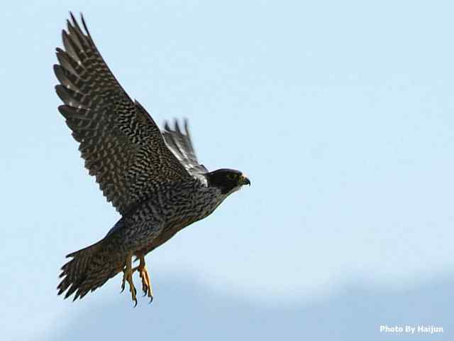 高速连拍游隼起飞瞬间