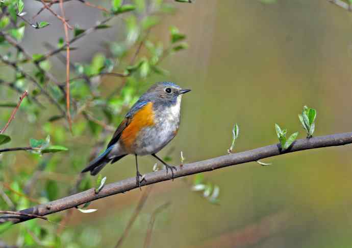 雄性红胁蓝尾鸲（7）