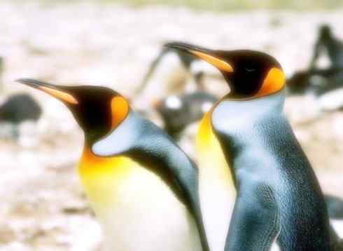 猎奇：十大奇异鸟类之三