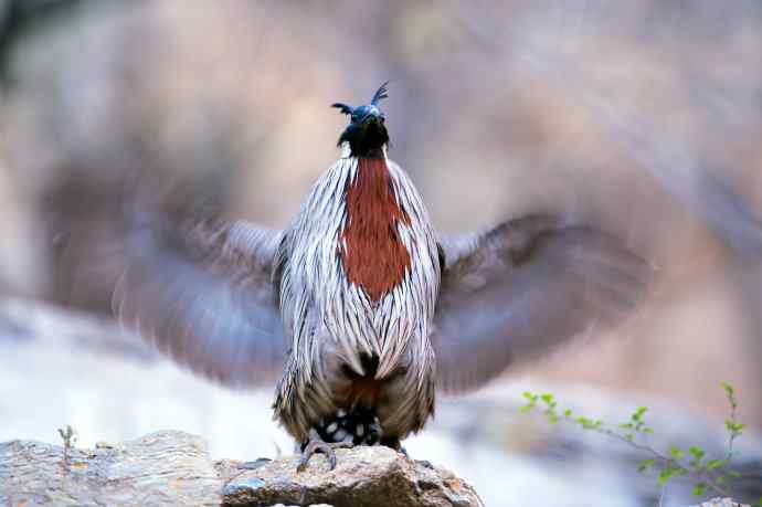 春天和秋天的勺鸡