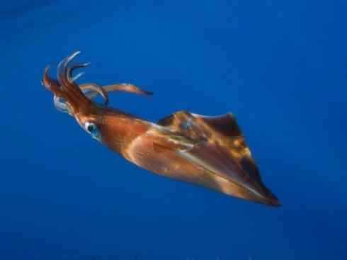 自然奇观：动物大迁徙(乌贼）