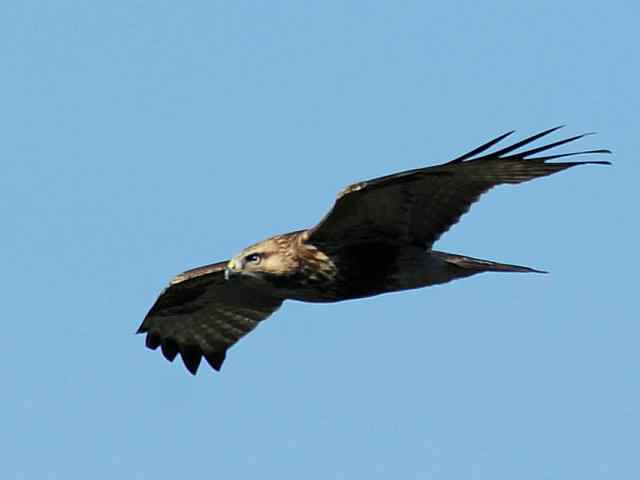 望京楼观赏猛禽迁徙