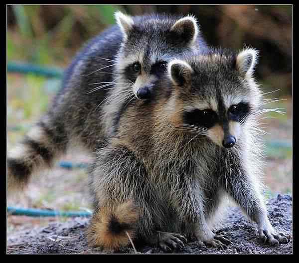 动物世界图片(上)