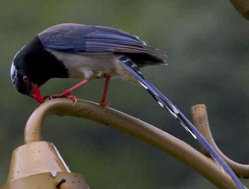 鸦科中最漂亮的红嘴蓝鹊