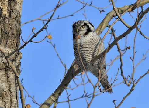 大炮对准大庆猛鸮