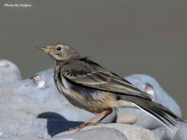 猎艳(红尾水鸲与白顶溪鸲) 猎艳(红尾水鸲与白顶溪鸲)