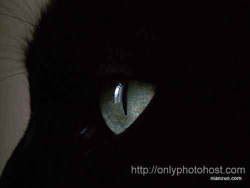 [组图]欣赏动物的眼睛