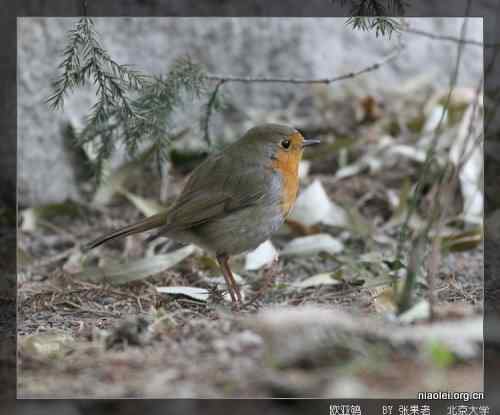 [组图]北京大学欧亚鸲