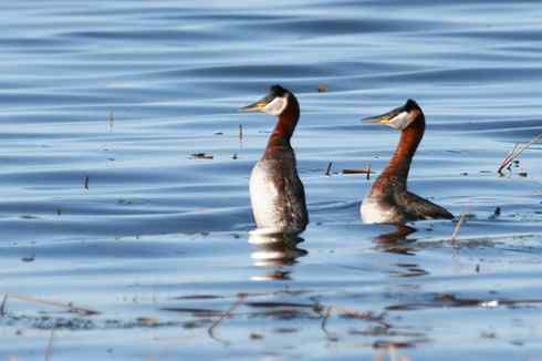 赤颈烚 Red necked Grebe