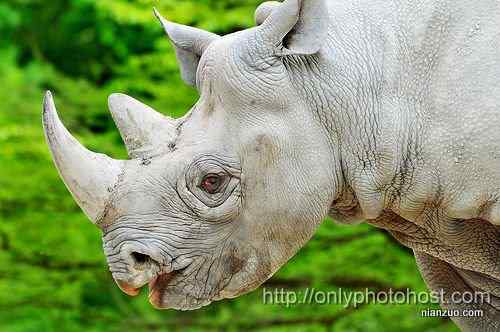[组图]欣赏动物的眼睛