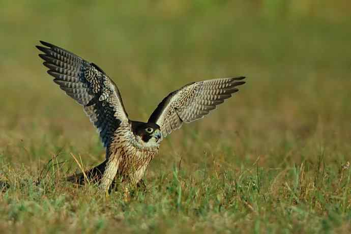 亮翅（秋阳下的游隼）