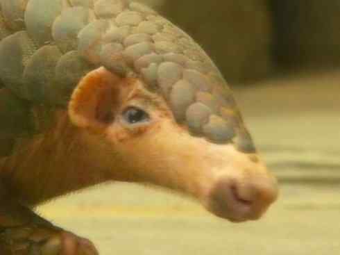 动物世界：山寨还是原创之六