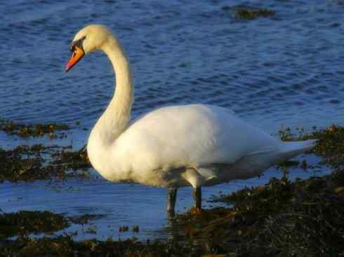 家禽驯化之源之十一
