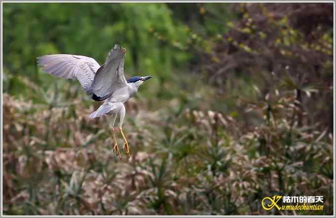 飞翔的鈥滒剽潯菊掌