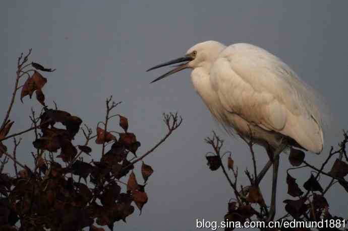 轻便的1000mm-3000mm的穷人大炮 轻便的1000mm-3000mm的穷人大炮