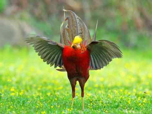 凤凰：传说中的鸟原型探秘（锦鸡）