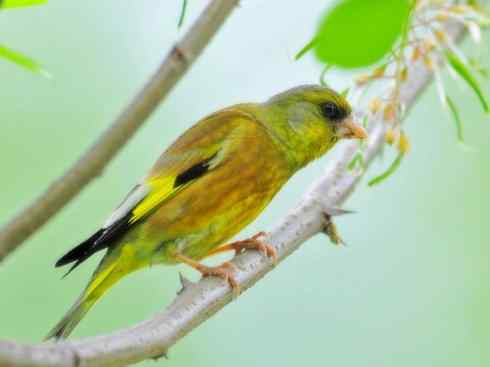 家禽驯化之源之十九