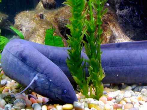 鱼类活化石：美洲肺鱼