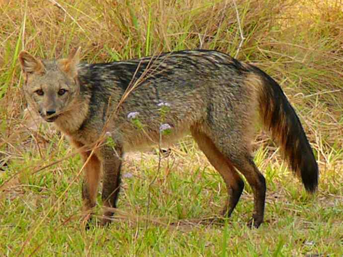 犬科：狐亚科食蟹狐属之食蟹狐