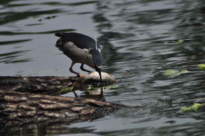 无头无尾的巧遇
