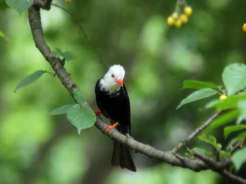 白头鸟系列：另类的美丽（雀鸟鸣禽）