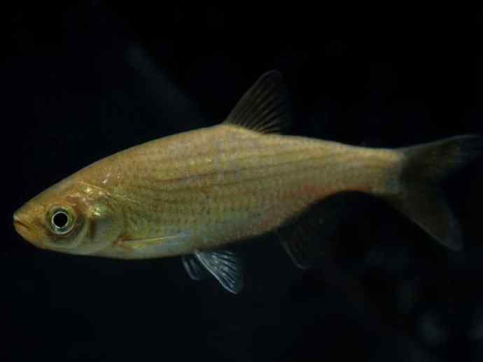 鱼类活化石：虱目鱼