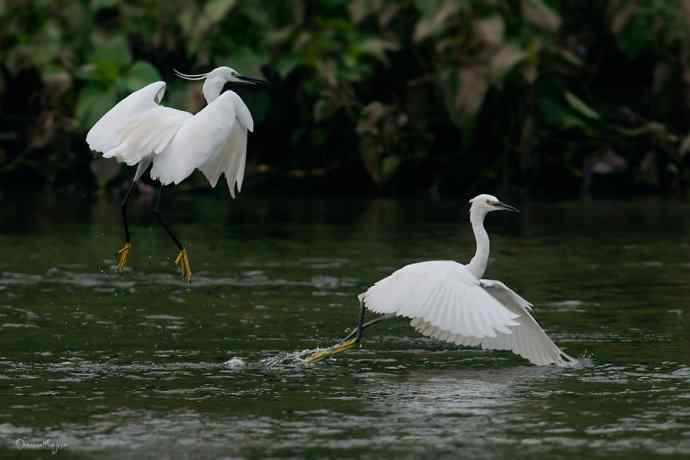 白鹭弄清影 wbr翩跹在河边