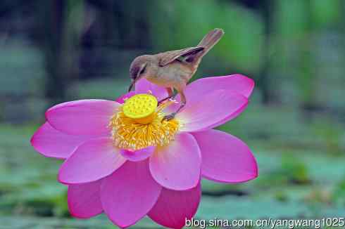 东方大苇莺与荷花(2) 东方大苇莺与荷花(2)