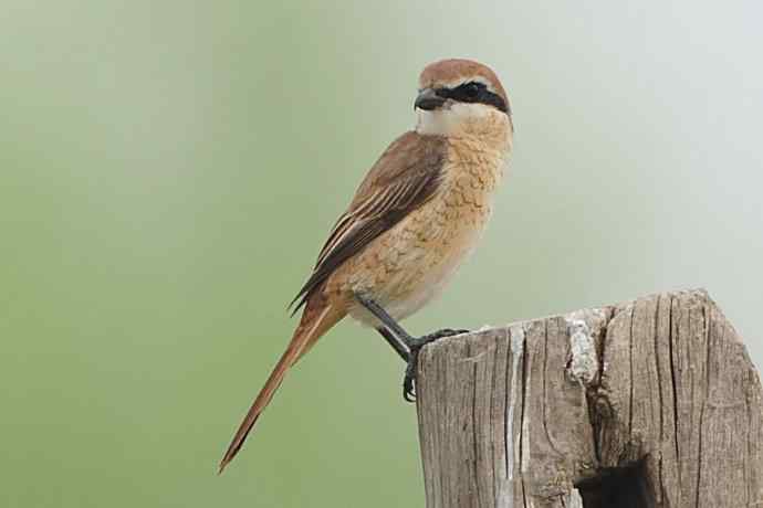 雾天鈥斺斠把己的早晨