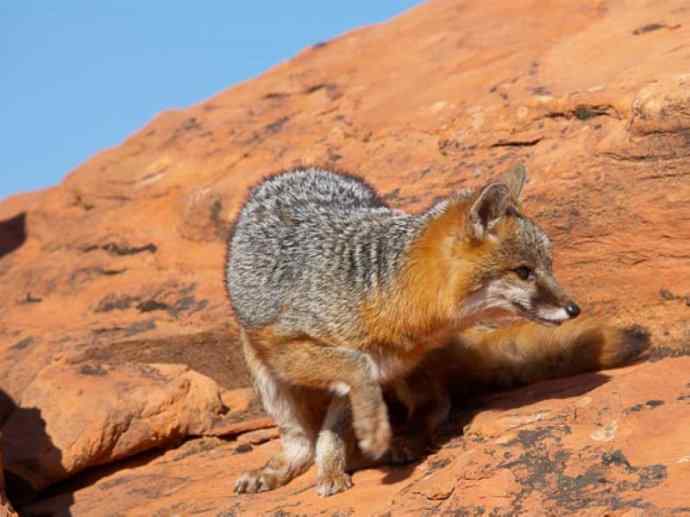 犬科：狐亚科灰狐属之灰狐、岛屿灰狐