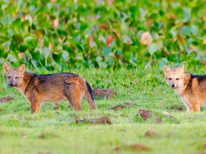 犬科：狐亚科食蟹狐属之食蟹狐