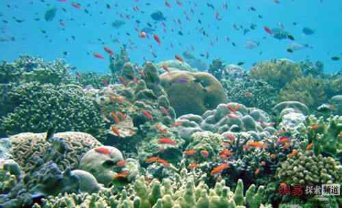 2006年度十大动物故事