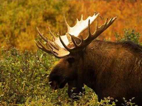 麒麟：传说的兽原型探秘（驼鹿）