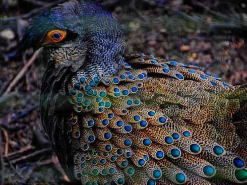 凤凰：传说中的鸟原型探秘（孔雀雉）