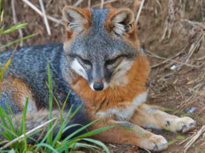犬科：狐亚科灰狐属之灰狐、岛屿灰狐