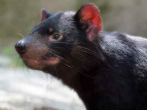 十大喜食蜂蜜动物：蜜獾