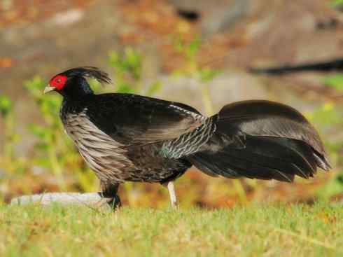 家禽驯化之源之八