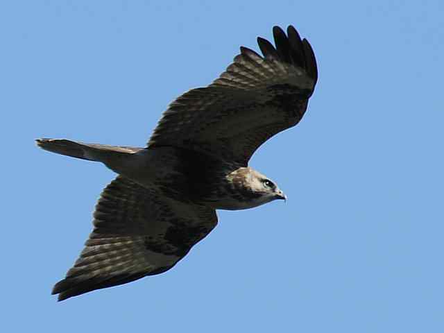 望京楼观赏猛禽迁徙