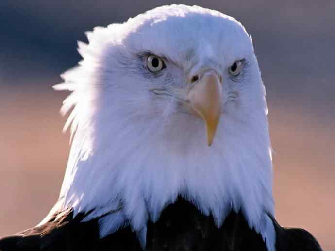 犬科：狐亚科灰狐属之灰狐、岛屿灰狐