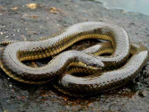 龙：传说的兽原型探秘（水蛇类）