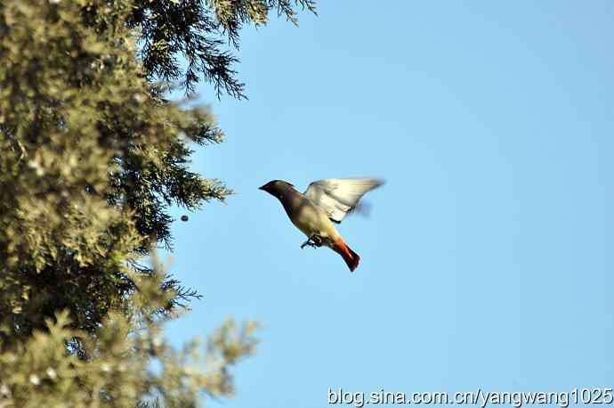 颐和园的收获（欢乐的太平鸟）2