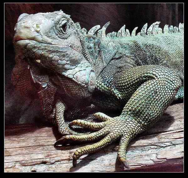 动物世界图片(上)