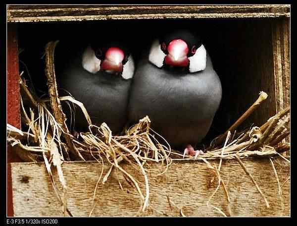 动物世界图片(上)