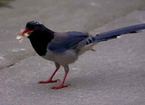 鸦科中最漂亮的红嘴蓝鹊
