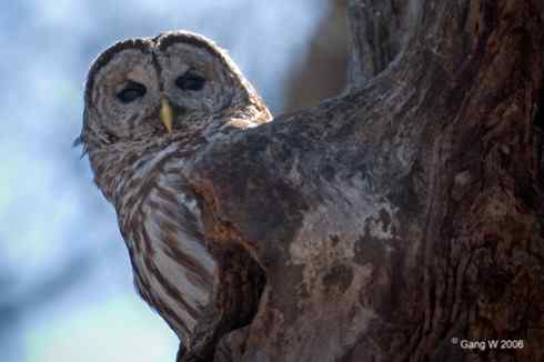 各种猫头鹰的面盘