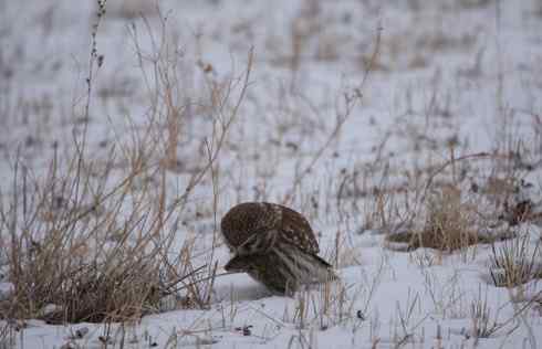 可爱中透着点鬼气——纵纹腹小鸮