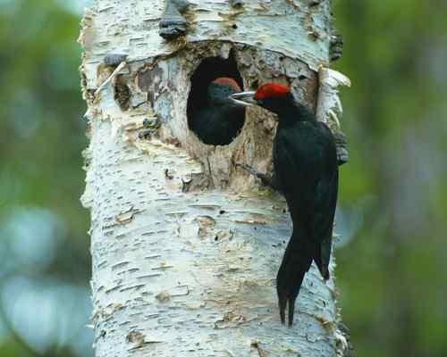 鸟巢幼鸟写真第4辑