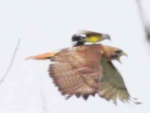 雀鸟也彪悍：四两拨千斤（王霸鹟）