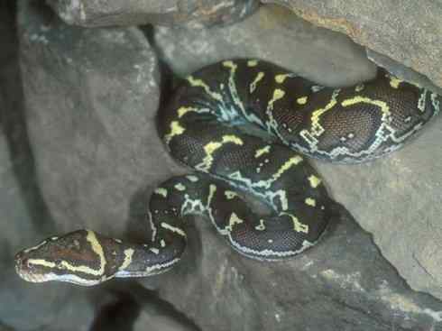 龙：传说的兽原型探秘（蟒蛇类）